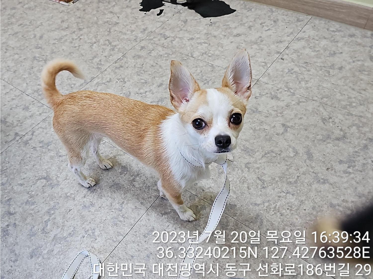 종료(입양) 치와와…